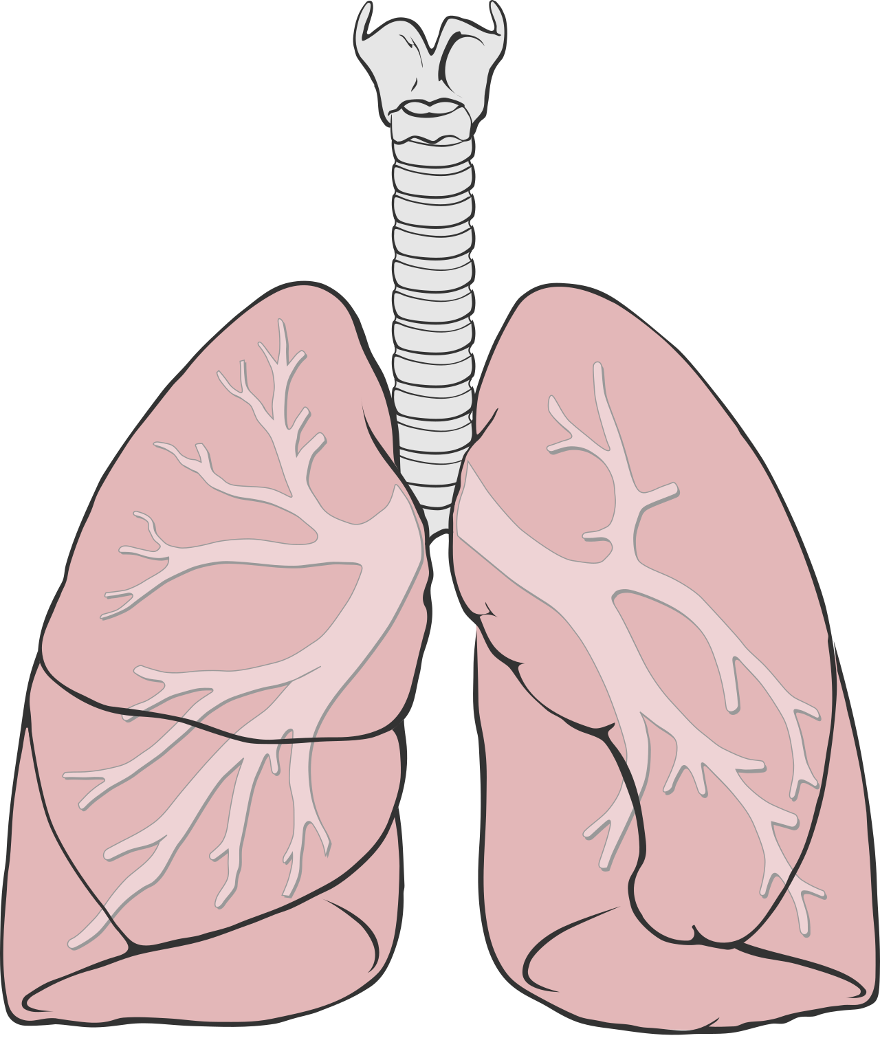 An anatomical illustration of the lungs and main airway